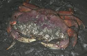 Image result for Metacarcinus magister