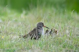 Attēlu rezultāti vaicājumam “Tringa totanus adult”