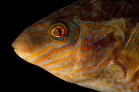 Image result for Symphodus melops