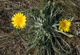 Attēlu rezultāti vaicājumam “Tragopogon heterospermus”