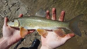 Image result for Moxostoma duquesnei