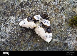 Attēlu rezultāti vaicājumam “Cosmorhoe ocellata”