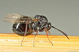 Attēlu rezultāti vaicājumam “Aulacidea hieracii”