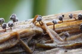 Attēlu rezultāti vaicājumam “Didymium bahiense macro”