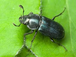 Attēlu rezultāti vaicājumam “Platycerus caraboides”