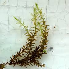 Attēlu rezultāti vaicājumam “Calliergon megalophyllum”