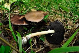 Attēlu rezultāti vaicājumam “Stropharia hornemannii”