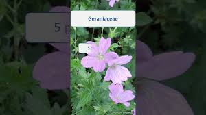 Attēlu rezultāti vaicājumam “Geraniaceae”