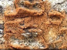 Attēlu rezultāti vaicājumam “Eremocoris plebejus”