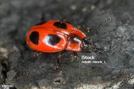 Attēlu rezultāti vaicājumam “Endomychus coccineus”