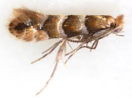 Attēlu rezultāti vaicājumam “Phyllonorycter nicellii”
