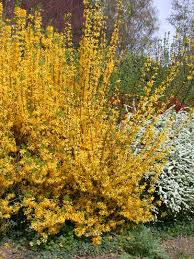 Attēlu rezultāti vaicājumam “Forsythia intermedia”