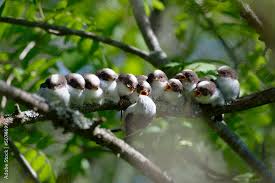 Attēlu rezultāti vaicājumam “Aegithalos caudatus”