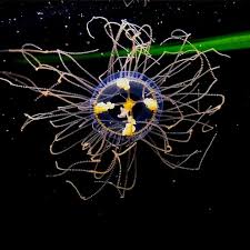 Attēlu rezultāti vaicājumam “Physarum bryocorticola”