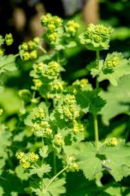 Image result for Alchemilla vulgaris