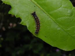 Attēlu rezultāti vaicājumam “Lymantria dispar larva”