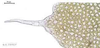 Attēlu rezultāti vaicājumam “Barbilophozia lycopodioides”