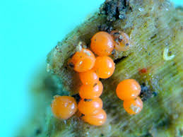 Attēlu rezultāti vaicājumam “Trichia alpina spores”