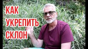 Attēlu rezultāti vaicājumam “Phalaroides arundinacea fruit”