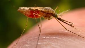 Attēlu rezultāti vaicājumam “Diachea muscorum plasmodium”