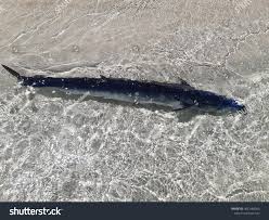 Image result for Acanthocybium solandri