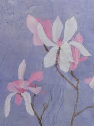 Attēlu rezultāti vaicājumam “Magnolia cylindrica flower”