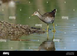 Attēlu rezultāti vaicājumam “Gallinula chloropus juvenile”