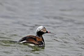 Attēlu rezultāti vaicājumam “Clangula hyemalis male”