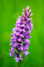 Attēlu rezultāti vaicājumam “Dactylorhiza fuchsii”