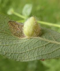 Attēlu rezultāti vaicājumam “Euura pedunculi”