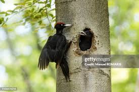 Attēlu rezultāti vaicājumam “Dryocopus martius”