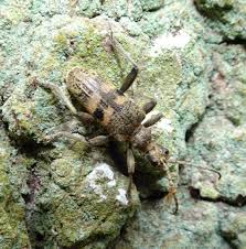 Attēlu rezultāti vaicājumam “Rhagium mordax”