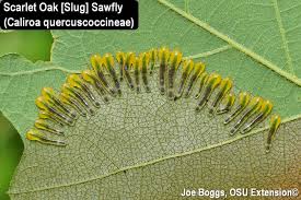 Attēlu rezultāti vaicājumam “Proutia betulina larva”