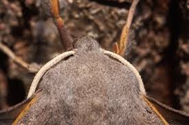 Attēlu rezultāti vaicājumam “Laothoe populi imago”