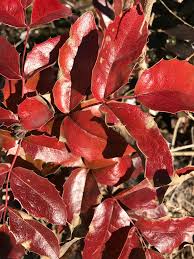 Attēlu rezultāti vaicājumam “Mahonia aquifolium leaf”