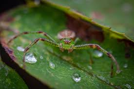 Attēlu rezultāti vaicājumam “Diaea dorsata”