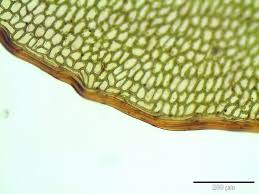 Attēlu rezultāti vaicājumam “Cinclidium stygium”