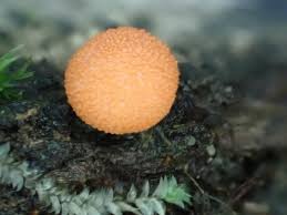 Attēlu rezultāti vaicājumam “Tubifera montana”