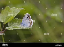 Attēlu rezultāti vaicājumam “Plebejus idas male”