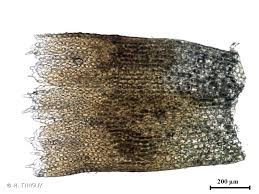 Attēlu rezultāti vaicājumam “Isopaches bicrenatus”