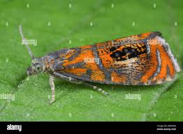 Attēlu rezultāti vaicājumam “Olethreutes arcuella”