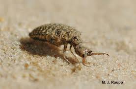 Attēlu rezultāti vaicājumam “Myrmeleontidae”