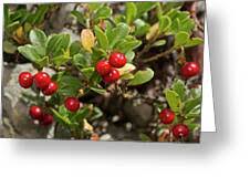 Attēlu rezultāti vaicājumam “Arctostaphylos uva-ursi fruit”