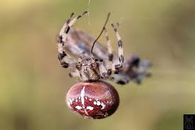 Attēlu rezultāti vaicājumam “Araneus quadratus female”