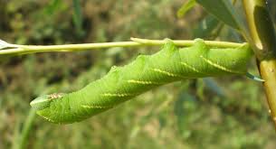 Attēlu rezultāti vaicājumam “Smerinthus ocellata”