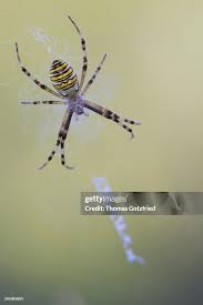 Attēlu rezultāti vaicājumam “Argiope bruennichi female”