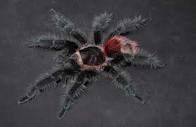 Znalezione obrazy dla zapytania Grammostola grossa