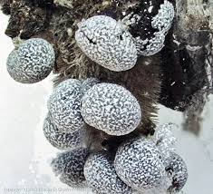 Attēlu rezultāti vaicājumam “Badhamia dubia spores”