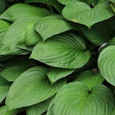 Image result for Hosta sieboldiana 'Elegans'
