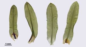 Attēlu rezultāti vaicājumam “Encalypta streptocarpa”